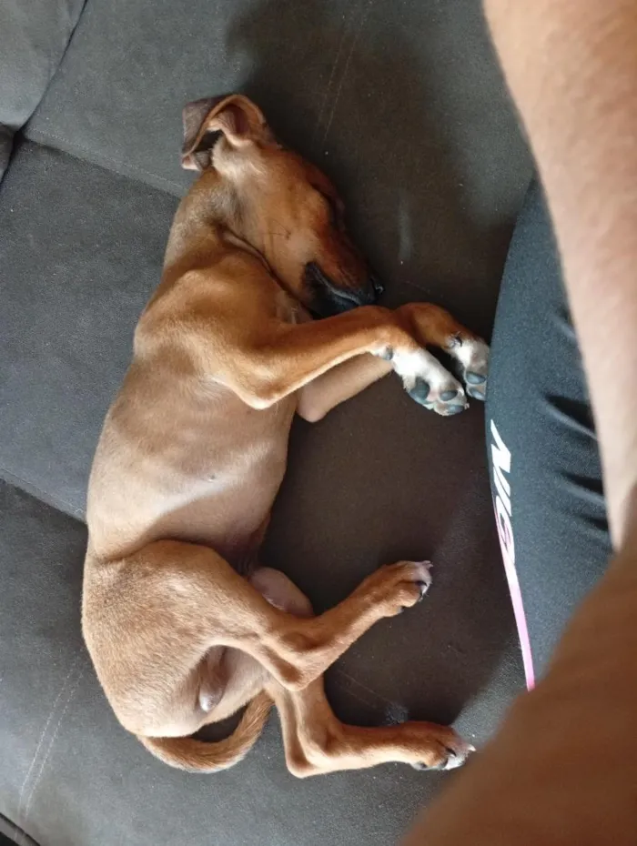 Cachorro raça Basset-Cofap idade 2 a 6 meses nome Darwin
