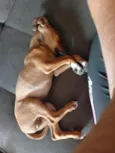 Darwin