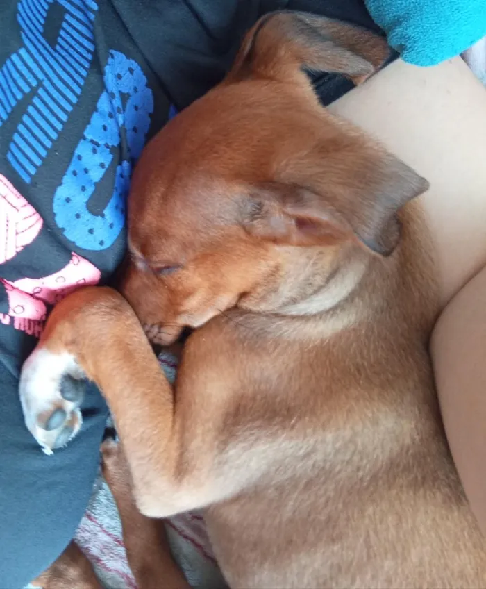 Cachorro raça Basset-Cofap idade 2 a 6 meses nome Darwin