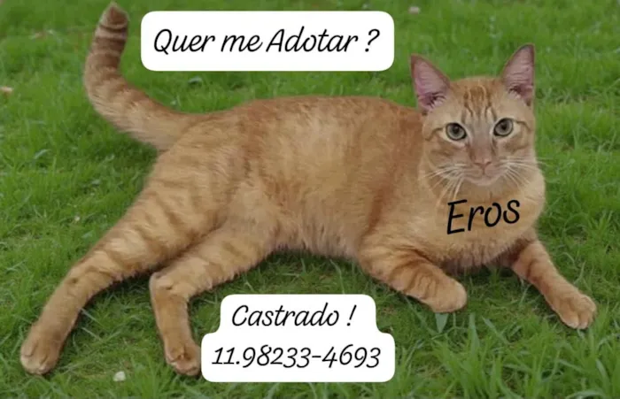 Gato raça SRD-ViraLata idade 2 anos nome Eros