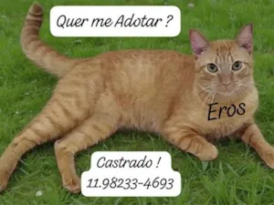 Gato raça SRD-ViraLata idade 2 anos nome Eros