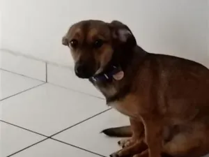 Cachorro raça SRD-ViraLata idade 7 a 11 meses nome Lindinha