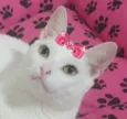 Clarice