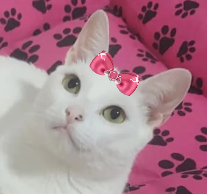 Gato raça SRD-ViraLata idade 1 ano nome Clarice