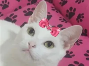 Gato raça SRD-ViraLata idade 1 ano nome Clarice
