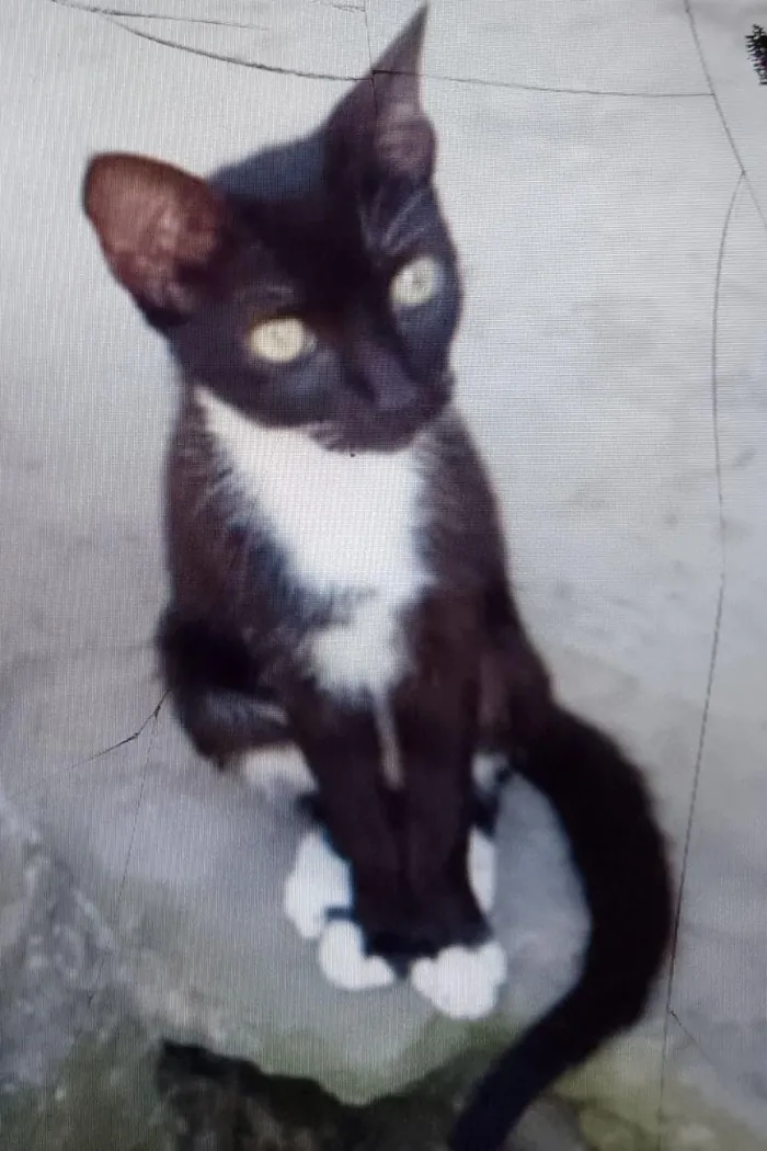 Gato raça SRD-ViraLata idade 7 a 11 meses nome Luara