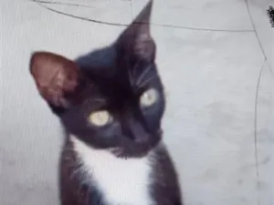 Gato raça SRD-ViraLata idade 7 a 11 meses nome Luara
