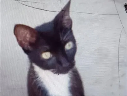 Gato raça SRD-ViraLata idade 7 a 11 meses nome Luara