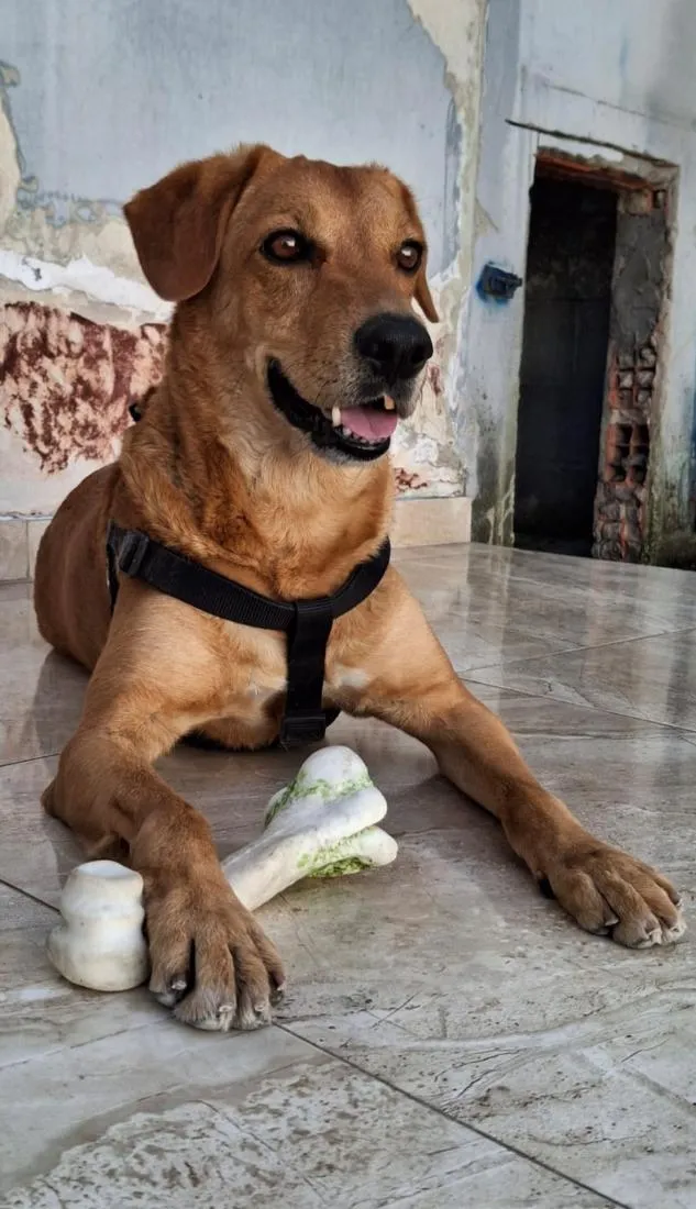 Cachorro raça SRD-ViraLata idade 6 ou mais anos nome Max