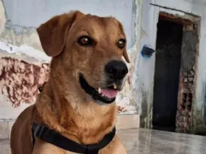 Cachorro raça SRD-ViraLata idade 6 ou mais anos nome Max