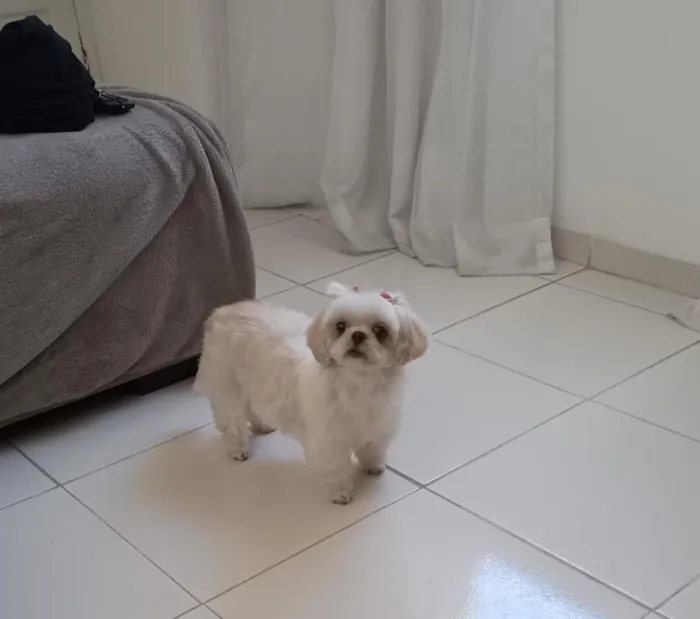 Cachorro raça Shitzu idade 6 ou mais anos nome Mel