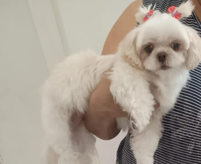 Cachorro raça Shitzu idade 6 ou mais anos nome Mel