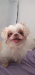 Mel