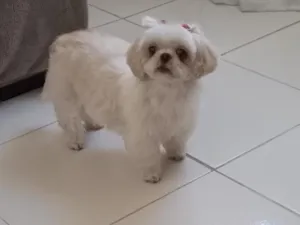 Cachorro raça Shitzu idade 6 ou mais anos nome Mel