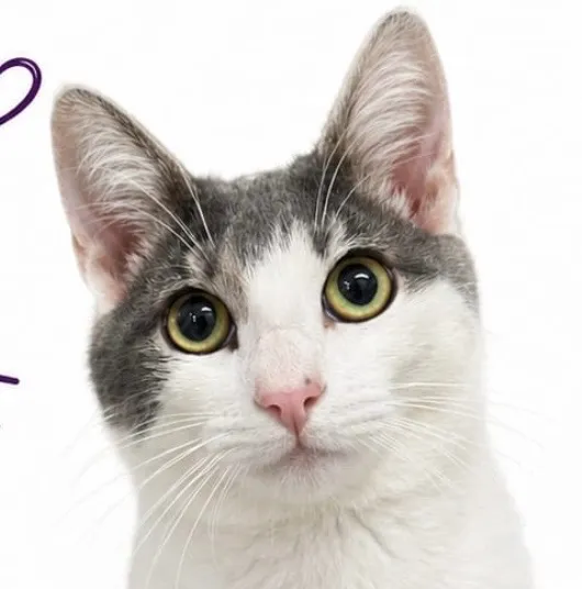 Gato raça SRD-ViraLata idade 2 a 6 meses nome Pipo