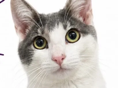 Gato raça SRD-ViraLata idade 2 a 6 meses nome Pipo