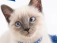 Pompom
