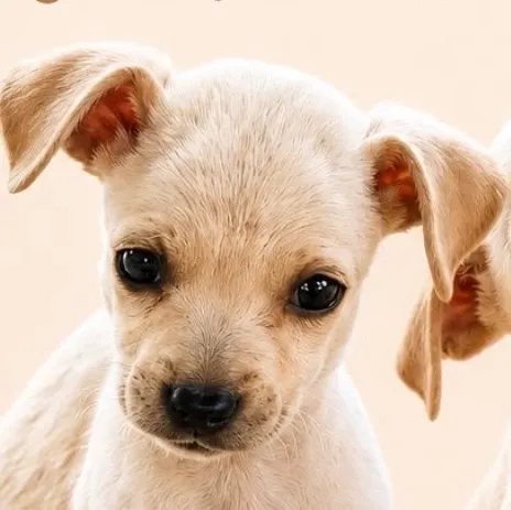 Cachorro raça SRD-ViraLata idade 2 a 6 meses nome Pingo