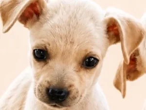 Cachorro raça SRD-ViraLata idade 2 a 6 meses nome Pingo
