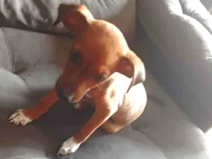 Cachorro raça Basset-Cofap idade 2 a 6 meses nome Darwin