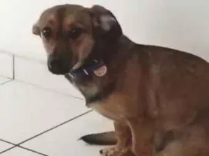 Cachorro raça SRD-ViraLata idade 7 a 11 meses nome Lindinha