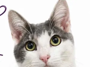 Gato raça SRD-ViraLata idade 2 a 6 meses nome Pipo