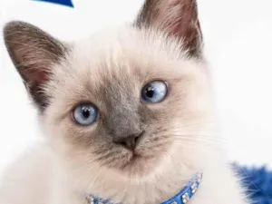 Gato raça Siamês idade 2 a 6 meses nome Pompom