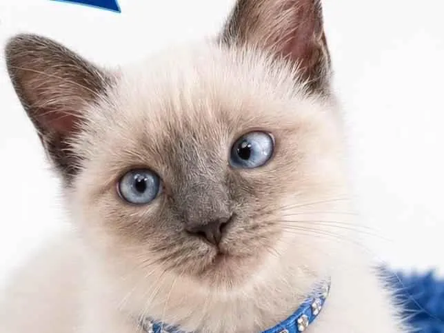 Gato raça Siamês idade 2 a 6 meses nome Pompom