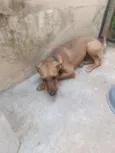 Maya