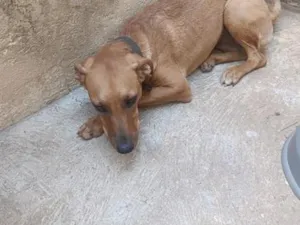 Cachorro raça SRD-ViraLata idade 7 a 11 meses nome Maya