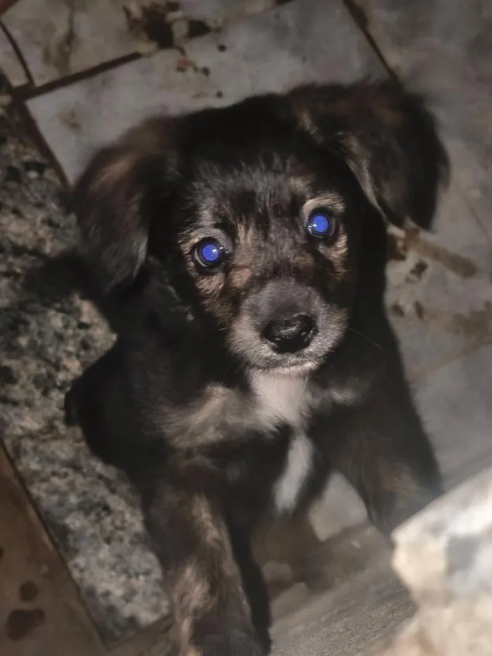 Cachorro raça Border collie misturada idade 2 a 6 meses nome Chanell