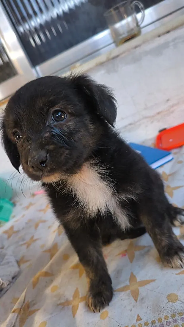 Cachorro raça Border collie misturada idade 2 a 6 meses nome Chanell