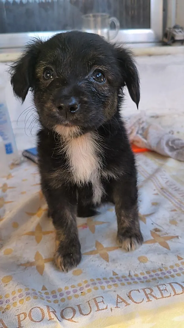 Cachorro raça Border collie misturada idade 2 a 6 meses nome Chanell