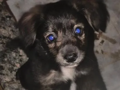 Cachorro raça Border collie misturada idade 2 a 6 meses nome Chanell