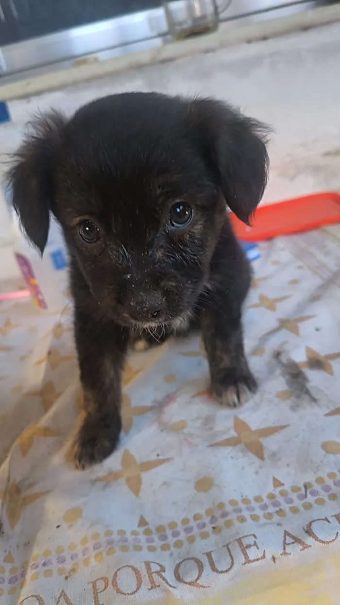 Cachorro raça Border collie misturada idade 2 a 6 meses nome Chanell