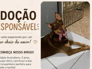Cachorro raça Pastor Alemão idade 3 anos nome luke