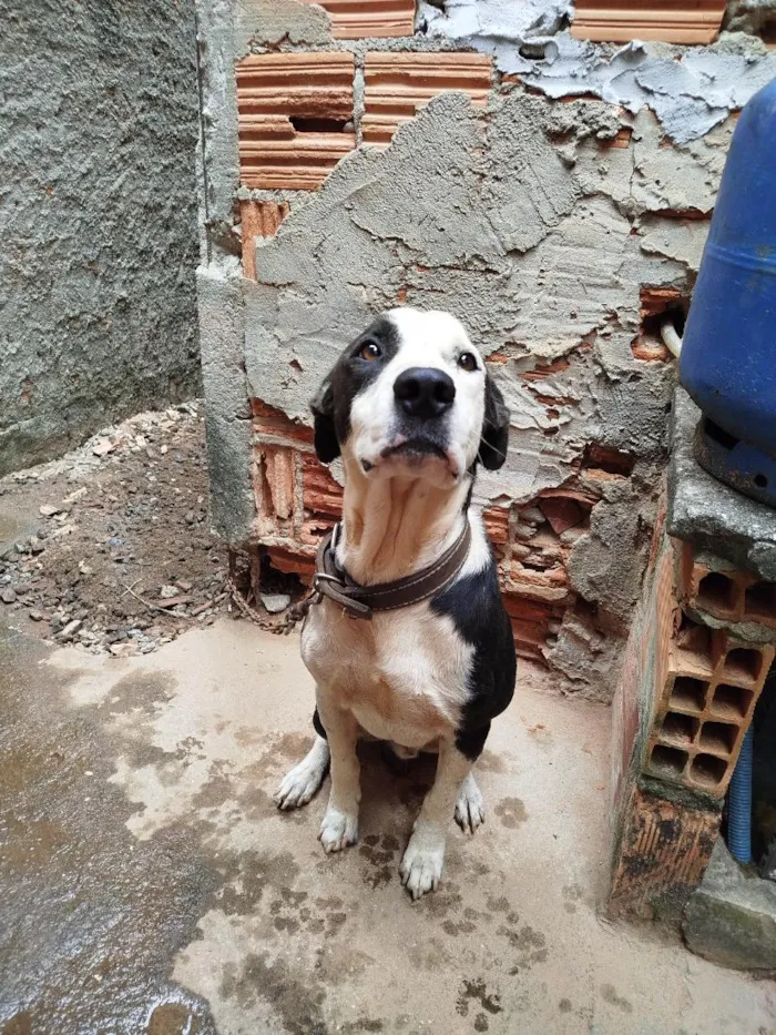 Cachorro raça SRD-ViraLata idade 4 anos nome Zyon