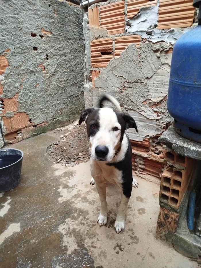 Cachorro raça SRD-ViraLata idade 4 anos nome Zyon