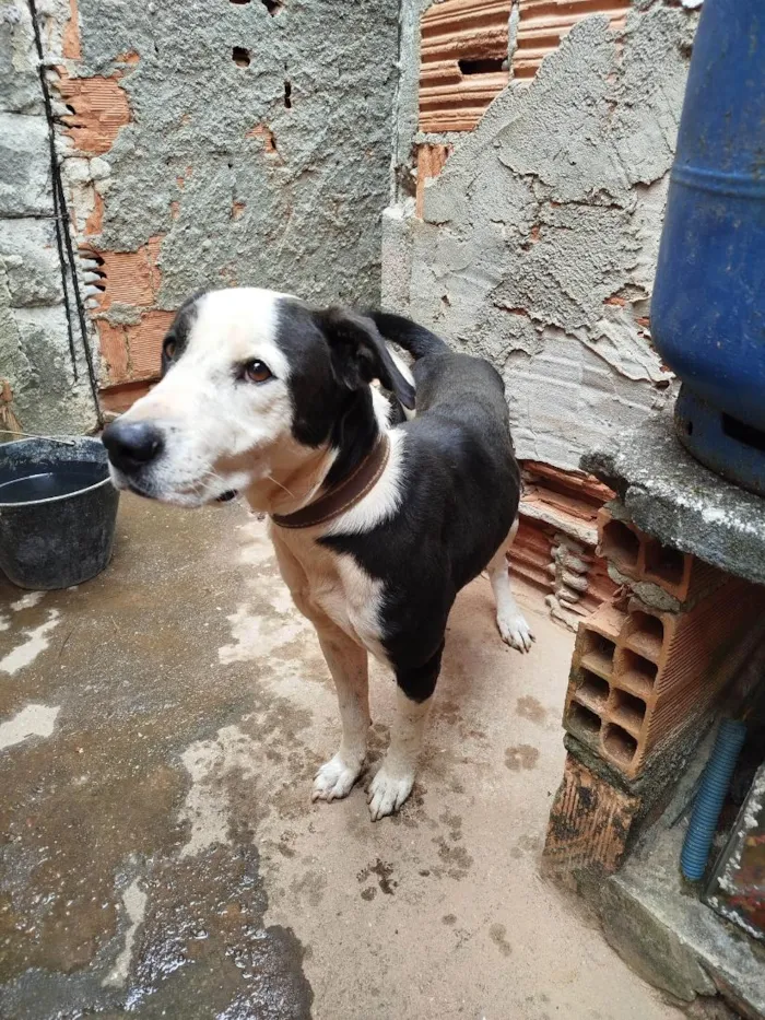 Cachorro raça SRD-ViraLata idade 4 anos nome Zyon