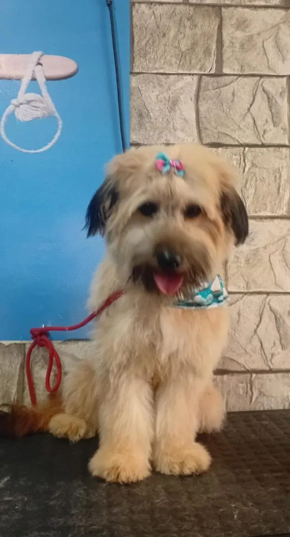 Cachorro raça SRD-ViraLata idade 1 ano nome Dora