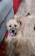 Dora