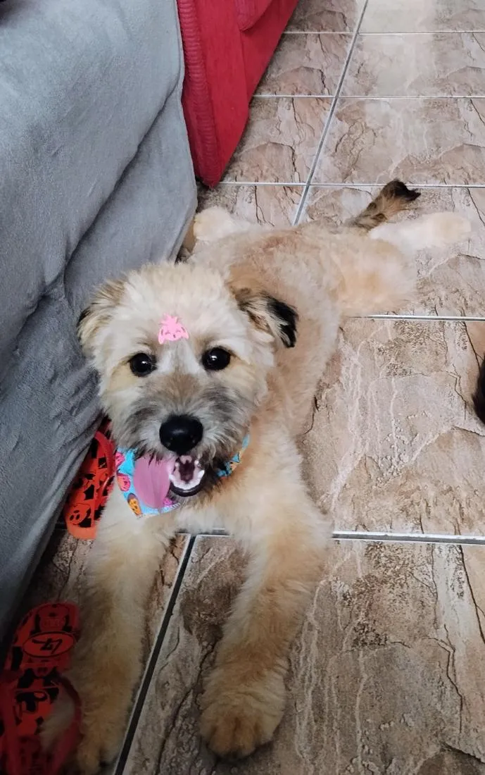Cachorro raça SRD-ViraLata idade 1 ano nome Dora