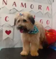 Dora