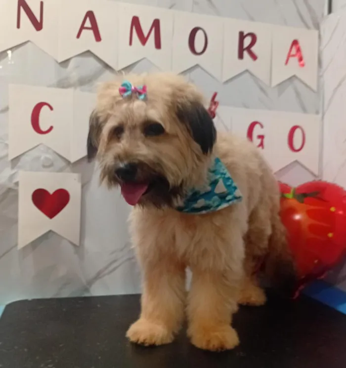 Cachorro raça SRD-ViraLata idade 1 ano nome Dora