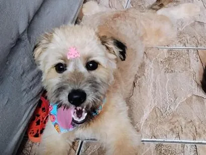Cachorro raça SRD-ViraLata idade 1 ano nome Dora