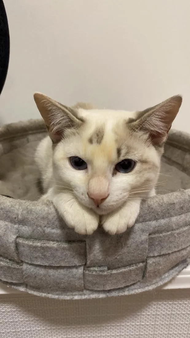 Gato raça SRD-ViraLata idade 7 a 11 meses nome Nala