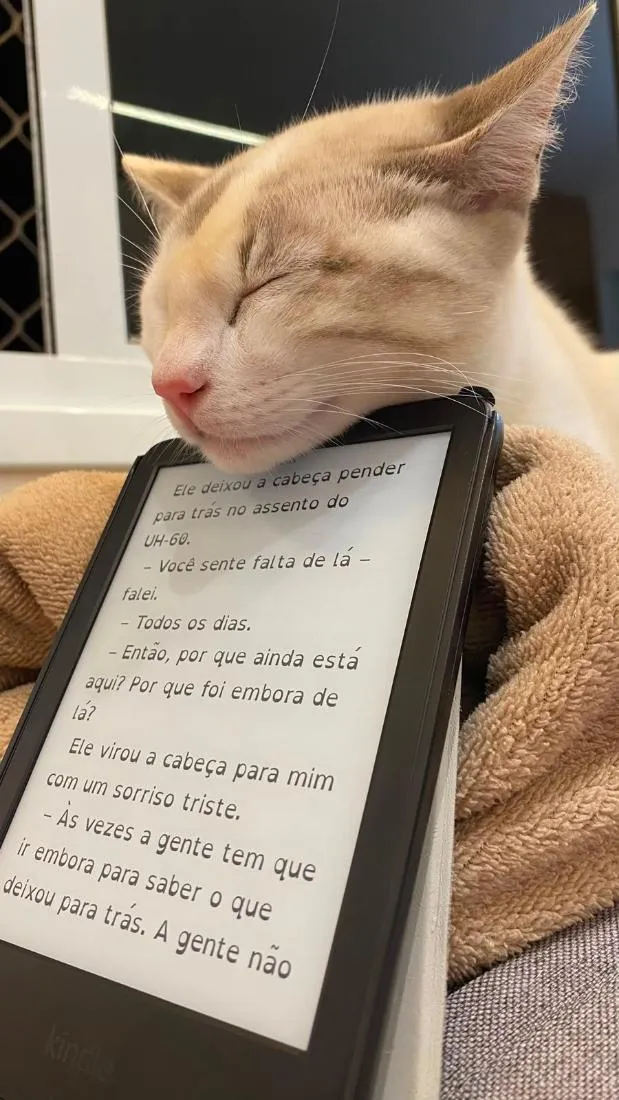 Gato raça SRD-ViraLata idade 7 a 11 meses nome Nala
