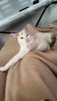 Nala