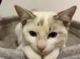 Nala