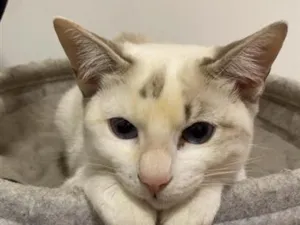 Gato raça SRD-ViraLata idade 7 a 11 meses nome Nala